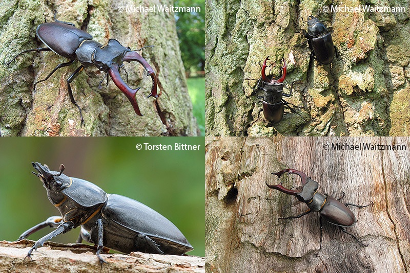 4 Nahaufnahmen von Hirschkäfern, rechts oben: Männchen, links oben: Männchen und Weibchen, rechts unten: Weibchen, links unten:Männchen 4 Nahaufnahmen von Hirschkäfern, rechts oben: Männchen, links oben: Männchen und Weibchen, rechts unten: Weibchen, links unten:Männchen