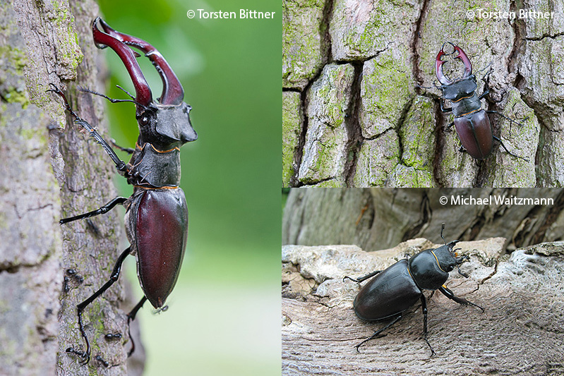 3 Nahaufnahmen von Hirschkäfern: rechts: Männchen, links oben: Männchen, links unten: Weibchen 3 Nahaufnahmen von Hirschkäfern: rechts: Männchen, links oben: Männchen, links unten: Weibchen