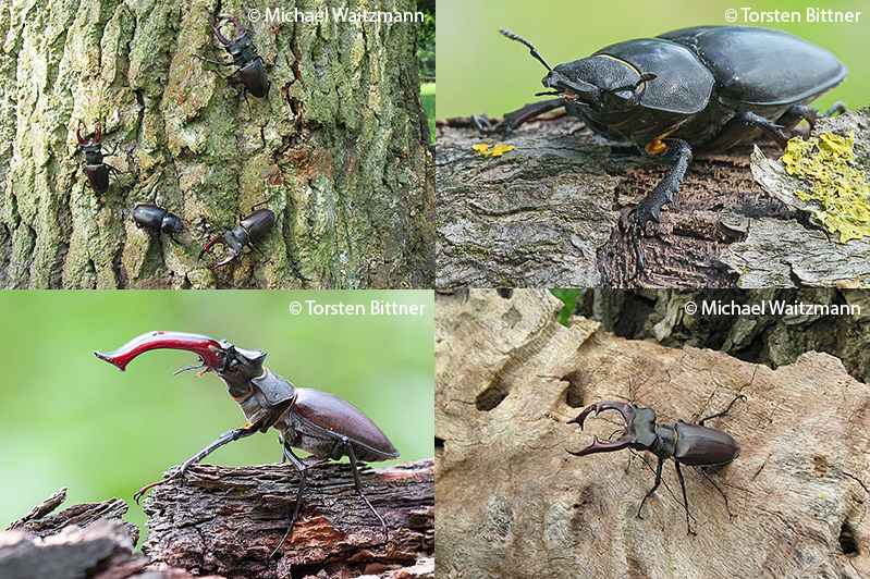 4 Nahaufnahmen von Hirschkäfern, rechts oben: 3 Männchen und ein Weibchen, links oben:Weibchen, rechts unten: Männchen, links unten:Männchen 4 Nahaufnahmen von Hirschkäfern, rechts oben: 3 Männchen und ein Weibchen, links oben:Weibchen, rechts unten: Männchen, links unten:Männchen