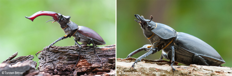 in seitlicher Nahaufnahme links: Hirschkäfermännchen; rechts: Hirschkäferweibchen in seitlicher Nahaufnahme links: Hirschkäfermännchen; rechts: Hirschkäferweibchen