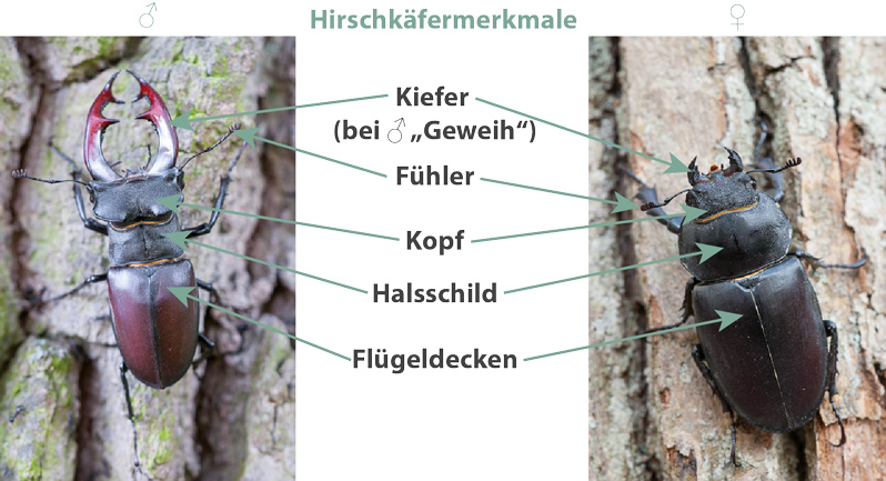 Im Vergleich: links Hirschkäfermännchen, rechts Hirschkäferweibchen, mittig Beschreibung der Körperteileie Im Vergleich: links Hirschkäfermännchen, rechts Hirschkäferweibchen, mittig Beschreibung der Körperteileie