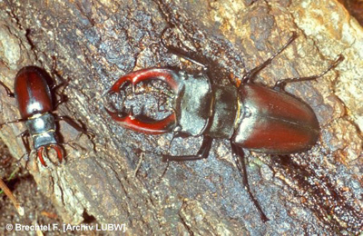 Aufsichtauf ein Hirschkäferpärchen auf Baumrinde, links das Weibchen, rechts das Männchen Aufsichtauf ein Hirschkäferpärchen auf Baumrinde, links das Weibchen, rechts das Männchen