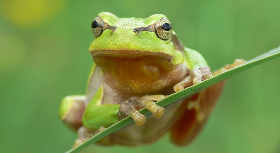 Der Laubfrosch ist eine der bekanntesten Amphibienarten in Deutschland. Er benötigt fischfreie, besonnte und vegetationsfreie Kleingewässer, welche von strukturreichen Hochstaudenfluren und Gehölzen umrahmt sind. Der Laubfrosch ist eine der bekanntesten Amphibienarten in Deutschland. Er benötigt fischfreie, besonnte und vegetationsfreie Kleingewässer, welche von strukturreichen Hochstaudenfluren und Gehölzen umrahmt sind.