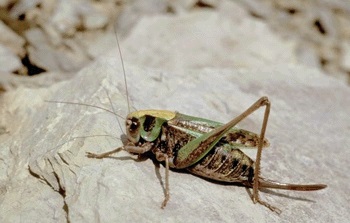 Warzenbeißer Warzenbeißer